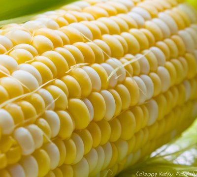 fresh_corn