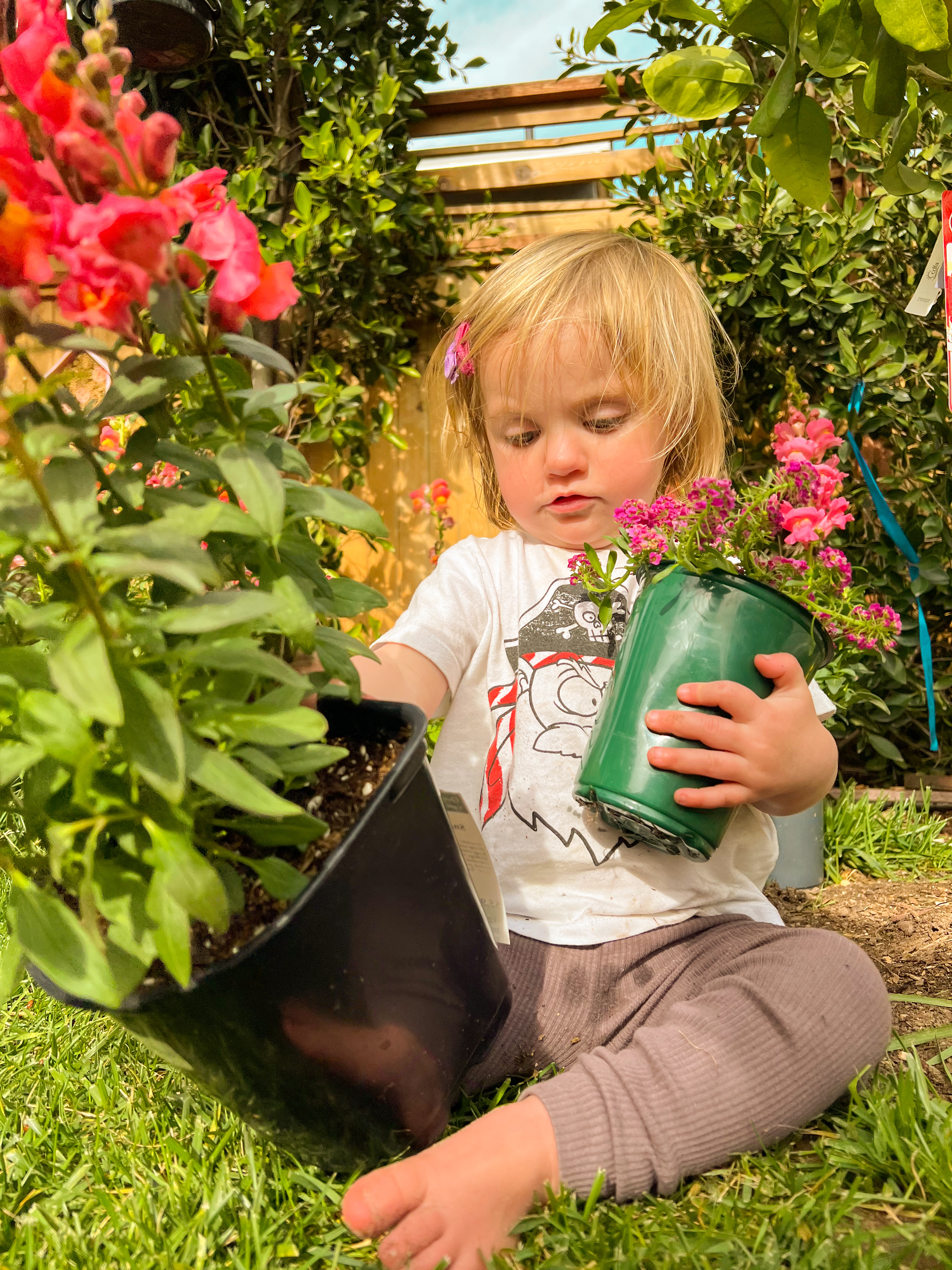 toddler in a garden planting snapdragons