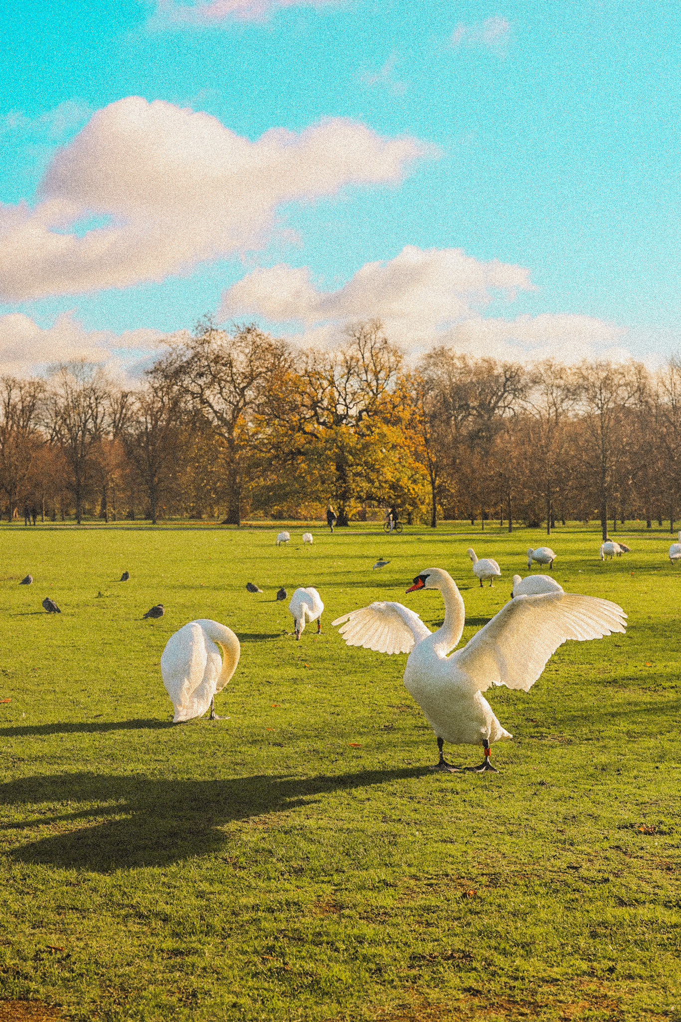 swan open wings in London Hyde Park Kensington